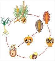 Модель-аппликация Размножение сосны - fgospostavki.ru - Белово