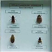 Коллекция энтомологическая "Представители отряда насекомых" - fgospostavki.ru - Белово
