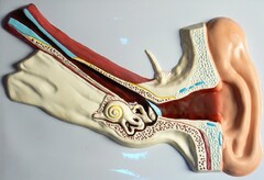 Модель барельефная "Ухо человека" (часть 1) - fgospostavki.ru - Белово