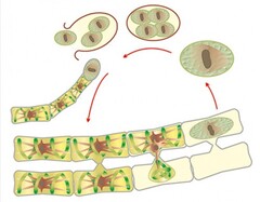 Модель-аппликация Размножение многоклеточной водоросли - fgospostavki.ru - Белово