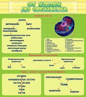 Стенд "От клетки до организма" - fgospostavki.ru - Белово