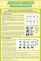 Стенд "Деление клеток митоз, мейоз" - fgospostavki.ru - Белово