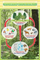 Стенд "Строение экосистемы" - fgospostavki.ru - Белово