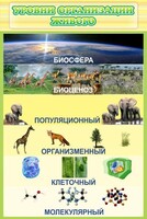 Стенд "Уровни организации живого" - fgospostavki.ru - Белово