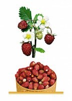 Комплект карточек "Запоминай, играй, считай" - Ягоды - fgospostavki.ru - Белово