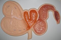 Модель барельефная "Желудок жвачного животного" - fgospostavki.ru - Белово