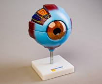 Модели - fgospostavki.ru - Белово