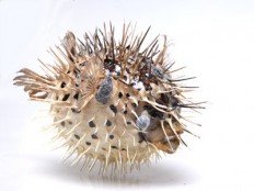 Натуральные объекты - fgospostavki.ru - Белово