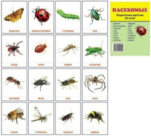 Раздаточные карточки "Насекомые" - fgospostavki.ru - Белово