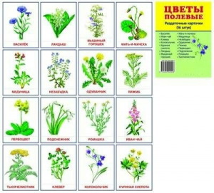 Раздаточные карточки "Цветы полевые" - fgospostavki.ru - Белово