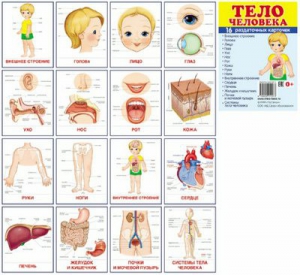 Раздаточные карточки "Тело человека" - fgospostavki.ru - Белово