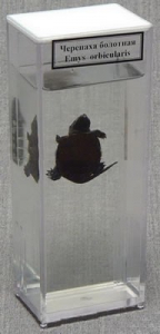 Влажный препарат "Черепаха болотная" - fgospostavki.ru - Белово