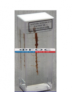 Влажный препарат "Корень бобового растения с клубеньками" - fgospostavki.ru - Белово