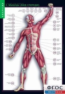 Комплект таблиц. Биология. Строение тела человека. - fgospostavki.ru - Белово