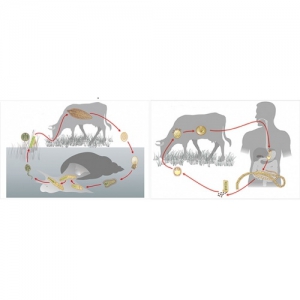 Модель-аппликация Цикл развития бычьего цепня и печеночного сосальщика - fgospostavki.ru - Белово
