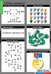 Комплект таблиц. Биология. Химия клетки. - fgospostavki.ru - Белово