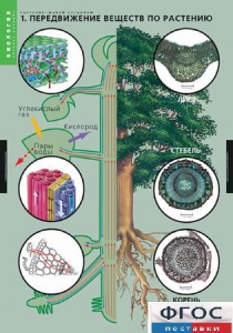 Комплект таблиц. Биология. Растение – живой организм. - fgospostavki.ru - Белово