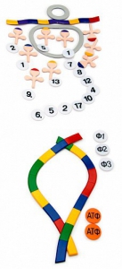 Модель-аппликация "Биосинтез белка" (набор из 49 пластмассовых фигур) - fgospostavki.ru - Белово