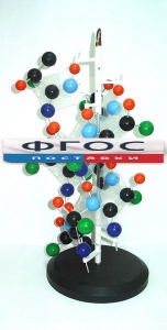 Модель "Структура белка" - fgospostavki.ru - Белово