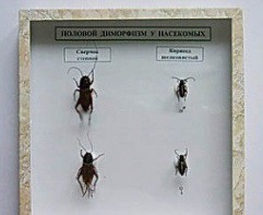Коллекция энтомологическая "Половой диморфизм" - fgospostavki.ru - Белово