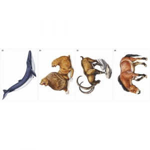 Модель-аппликация Многообразие хордовых. Млекопитающие - fgospostavki.ru - Белово