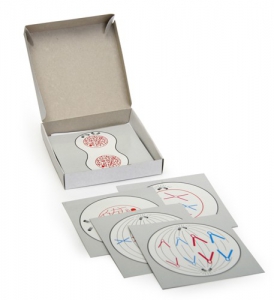 Модель-аппликация "Деление клетки" (набор из 5 карт) - fgospostavki.ru - Белово