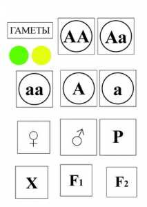 Модель-аппликация Моногибридное скрещивание и  его цитологические основы - fgospostavki.ru - Белово