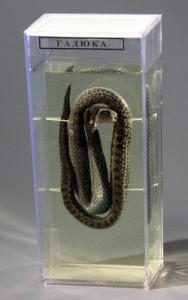 Влажный препарат "Гадюка" - fgospostavki.ru - Белово