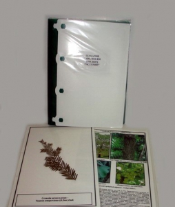 Гербарий "Эволюция высших растений" (ламинированный) - fgospostavki.ru - Белово