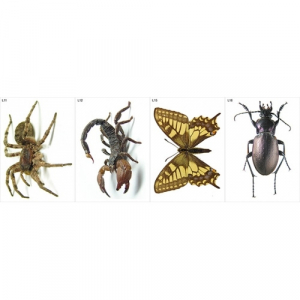 Модель-аппликация Многообразие беспозвоночных - fgospostavki.ru - Белово