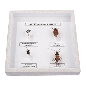 Коллекция энтомологическая "Насекомые вредители" - fgospostavki.ru - Белово