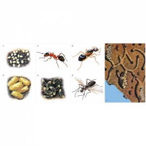 Модель-аппликация Муравьи. Устройство муравейника - fgospostavki.ru - Белово