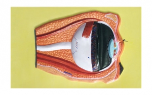 Модель барельефная "Строение глаза" - fgospostavki.ru - Белово