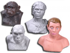 Комплект палеонтологических моделей "Происхождение человека" - fgospostavki.ru - Белово