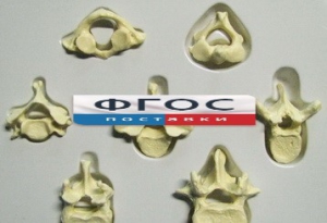 Модель "Позвонки" (из 7 штук) - fgospostavki.ru - Белово