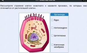 Интерактивные курсы. Биология 8 класс. Базовый - fgospostavki.ru - Белово