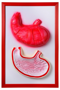 Барельефная модель "Желудок" - fgospostavki.ru - Белово