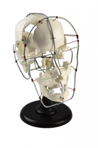 Кости черепа человека смонтированные - fgospostavki.ru - Белово