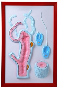 Барельефная модель "Строение гидры" - fgospostavki.ru - Белово