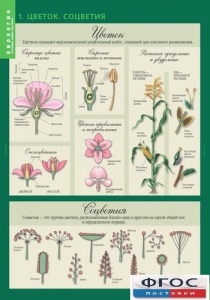 Комплект таблиц. Биология 6 класс. Растения, грибы, лишайники - fgospostavki.ru - Белово