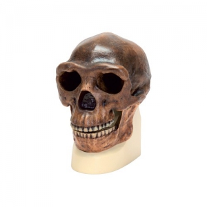 Модель черепа синантропа - fgospostavki.ru - Белово