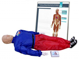 "Александр-01" тренажер-манекен взрослого пострадавшего для отработки приемов сердечно-легочной реанимации (голова, туловище, конечности) с контроллером и настенным табло - fgospostavki.ru - Белово