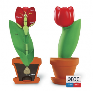 Модель цветка - fgospostavki.ru - Белово