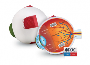 Модель глаза человека (анатомическая) - fgospostavki.ru - Белово