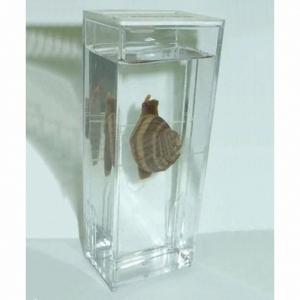 Влажный препарат "Виноградная улитка"	 - fgospostavki.ru - Белово