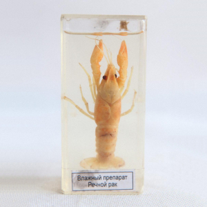 Влажный препарат "Рак речной" - fgospostavki.ru - Белово