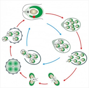 Модель-аппликация Размножение одноклеточной водоросли - fgospostavki.ru - Белово
