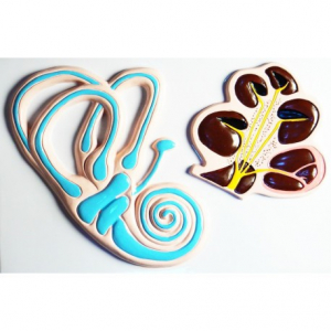 Модель барельефная "Ухо человека". Вариант 2 - fgospostavki.ru - Белово