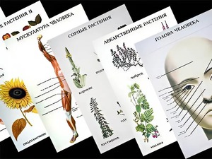 Таблицы по природоведению 1-3 класс (46 штук, формат А2) - fgospostavki.ru - Белово