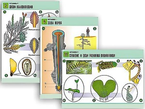 Комплект таблиц по биологии демонстрационных "Ботаника 1" (12 таблиц, формат А1, ламинированные) - fgospostavki.ru - Белово